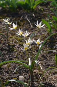 Tulipán dvoukvětý (Tulipa biflora)