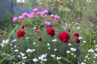 Pivoňka úzkolistá 'Plena' (Paeonia tenuifolia)
