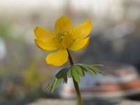 Talovín (Eranthis longistipitata)