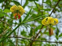 Lilie pyrenejská (Lilium pyrenaicum)