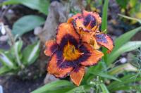 Denivka 'Hercogs Jekabs' (Hemerocallis)