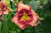 Denivka 'Lies and Lipstick' (Hemerocallis)