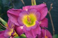 Denivka 'Marshall McLuhan' (Hemerocallis)