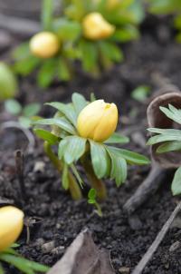 Talovín zimní 'Schwefelglanz' (Eranthis hyemalis)