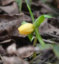 Talovín zimní 'Schwefelglanz' (Eranthis hyemalis)