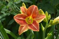 Denivka 'Veins of Truth' (Hemerocallis)