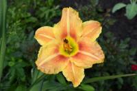 Denivka 'Veins of Truth' (Hemerocallis)