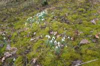 Sněženka podsněžník (Galanthus nivalis)