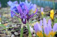 Kosatec síťkovaný 'Lovely Liza' (Iris reticulata)