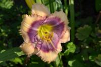 Denivka 'Crystal Blue Persuasion'