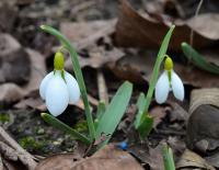 Sněženka (Galanthus gracilis)