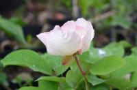 Pivoňka kavkazská (Paeonia caucasica)