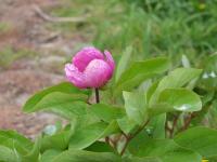 Pivoňka kavkazská (Paeonia caucasica)