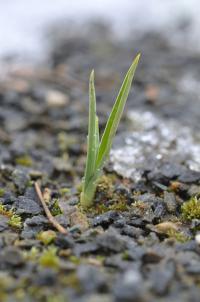 Kosatec (Iris subdecolorata)