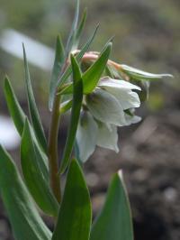 Řebčík (Fritillaria bucharica)