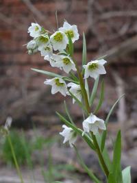 Řebčík (Fritillaria bucharica)