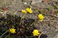 Orsej jarní 'Brazen Hussy' (Ficaria verna)