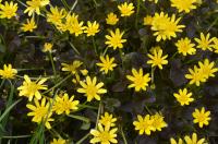 Orsej jarní 'Brazen Hussy' (Ficaria verna)