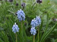 Hyacintec (Pseudomuscari coeruleum)