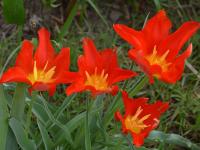 Tulipán 'Moravian Fire' (Tulipa)