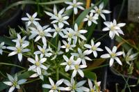 Snědek (Ornithogalum montanum)