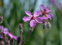 Kakost hlíznatý (Geranium tuberosum)