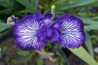 Kosatec 'Line Drive' - Prostřední bradaté kosatce