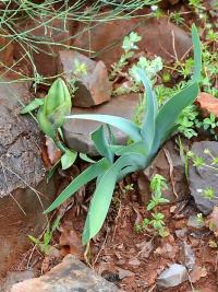 Kosatec Reichenbachův (Iris reichenbachii)