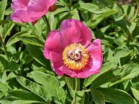 Pivoňka rohatá (Paeonia arietina)