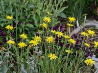 Hadí mord (Scorzonera inconspicua)