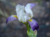 Kosatec (Iris x amoena)
