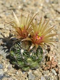 Pelecyphora