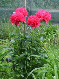 Pivoňka 'Command Performance' (Paeonia)