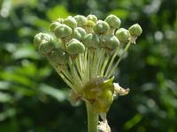 Česnek (Allium basalticum)