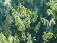 Oměj (Aconitum orientale)