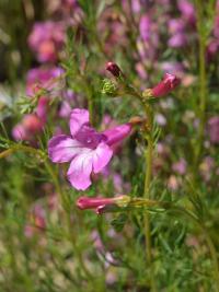 Dvojostice (Incarvillea semiretschenskia)