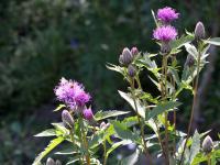 Srpice (Serratula coronata)