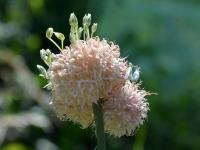 Česnek (Allium guttatum)