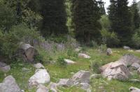 Oměj (Aconitum leucostomum)