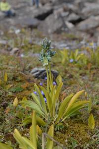 Kropenáč (Swertia marginata)