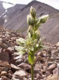 Kropenáč (Swertia marginata)