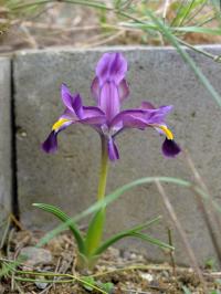 Kosatec (Iris galatica)