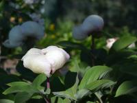 Pivoňka 'Early Caucasian' (Paeonia)