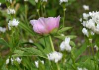 Pivoňka lékařská