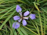 Kosatec (Iris ludwigii)