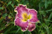 Denivka 'Mikhail Bulgakov' (Hemerocallis)