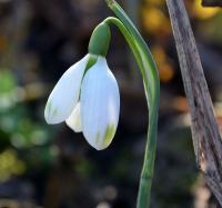Sněženka (Galanthus bursanus)