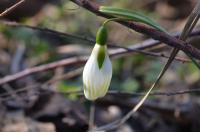 Sněženka podvinutá PP-R-15-2135 (Galanthus plicatus)