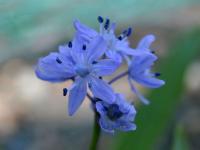 Ladoňka (Scilla bithynica)