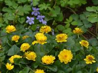 Orsej jarní 'Double Bronze' (Ficaria verna)